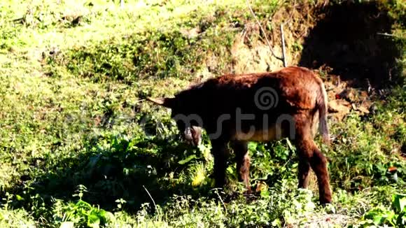 驴在山上吃草驴在草地上放牧视频的预览图