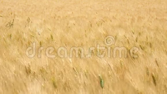 收获成熟小麦准备采摘大麦黑麦4K视频的预览图