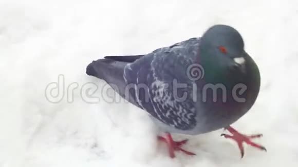 鸽子走在雪地上寒冷的冬天视频的预览图