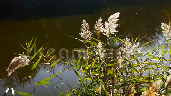 有芦苇蜘蛛网和十月阳光的湖景视频的预览图