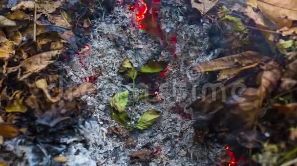 一个燃烧的大绿叶从一大堆叶子和树枝的灰烬中升起的时间推移视频4k3840像素24fps视频的预览图