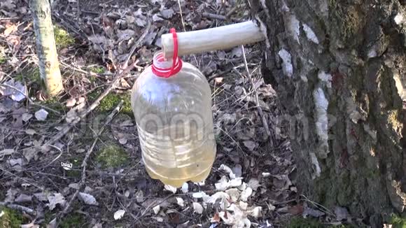 桦树汁液滴在大塑料瓶里视频的预览图