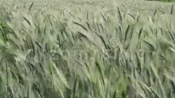 绿色大麦场地温和风抚稳定射击自然背景健康概念高清视频的预览图
