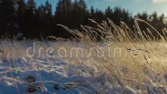 冰封的草叶在风中嬉戏视频的预览图