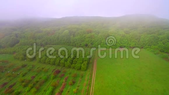 飞过云雾缭绕的森林视频的预览图