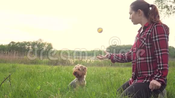 日落时分女孩和一只狗在大自然中玩耍狗约克郡猎犬在大自然生活方式中玩接球视频的预览图