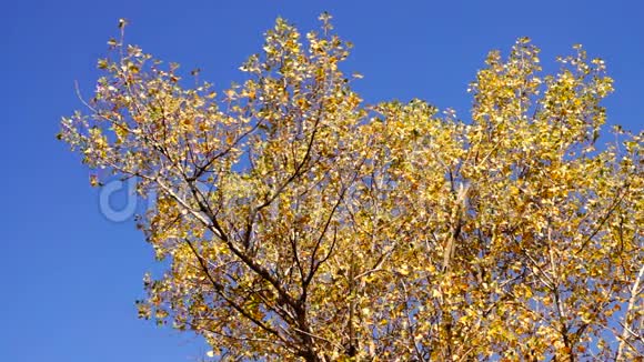 树顶在秋日带风惊慌声音视频的预览图