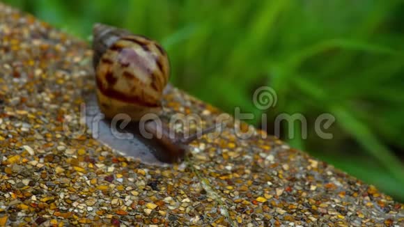 花园蜗牛在人行道上爬行视频的预览图