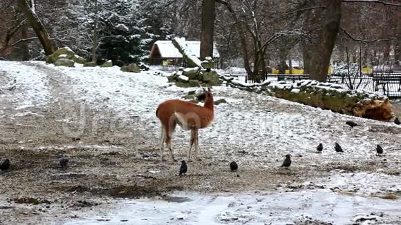 害羞的棕色美洲驼在冬天觅食视频的预览图