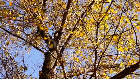秋天的太阳里树叶沙沙作响的树旋转声音视频的预览图