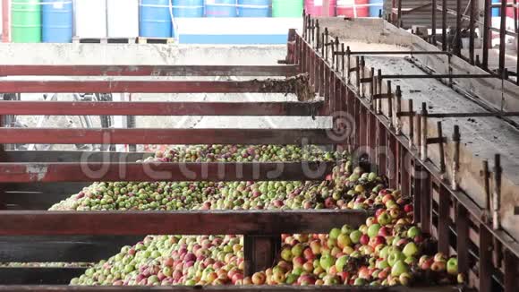 苹果汁生产中的苹果分选视频的预览图