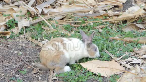 野生泰国家兔在自然界视频的预览图