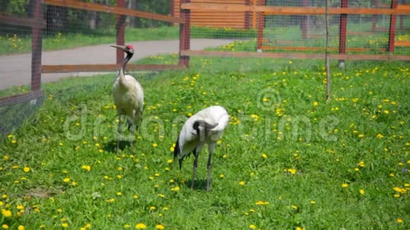 绿色草地上的丹顶鹤视频的预览图