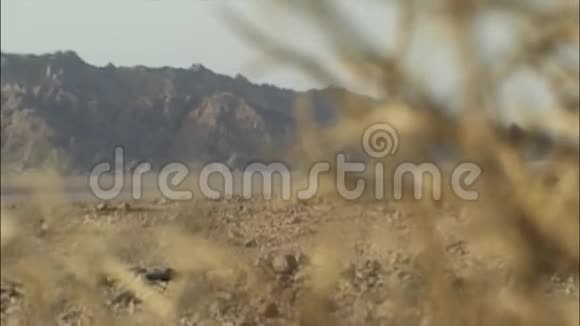 西奈沙漠中的查帕拉尔埃及视频的预览图