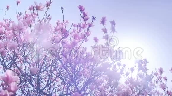粉红油玉兰春日阳光镜头视频的预览图