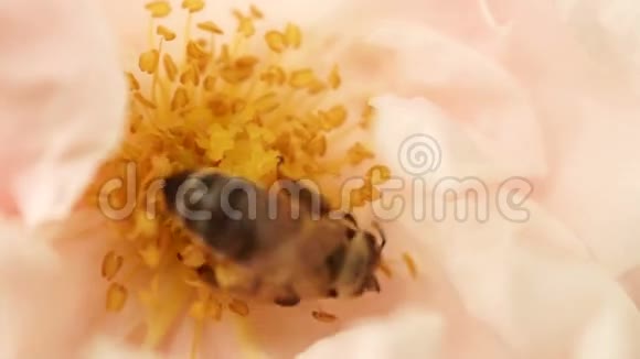蜜蜂采粉玫瑰花在田园中视频的预览图