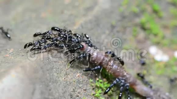 蚂蚁移动死虫高清视频的预览图