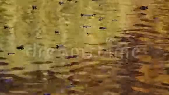 背景以金色倒影的流水形式出现视频的预览图