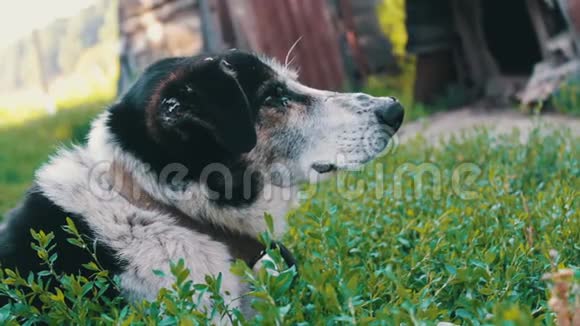 这条老狗在院子里拴着铁链被咬的苍蝇和腐烂的耳朵紧贴着视线视频的预览图