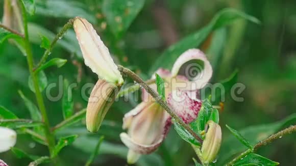 老虎百合花和花蕾视频的预览图