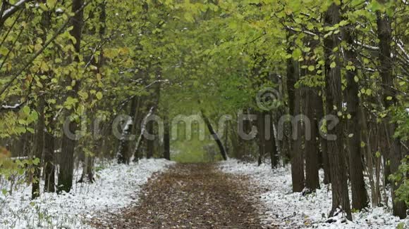 秋天森林里的第一场雪视频的预览图