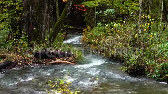 从秋天的彩色森林中看山涧的流动视频的预览图
