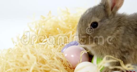 复活节彩蛋与复活节兔子窝视频的预览图