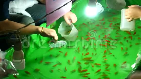 泰国曼谷夜间节日用纸勺捞鱼视频的预览图