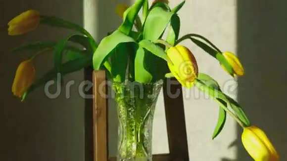 淡黄的郁金香花蕾视频的预览图