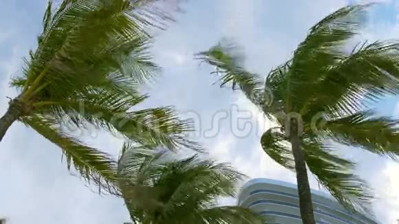 夏季雨天棕榈树天空云彩迈阿密海滩4k美国视频的预览图