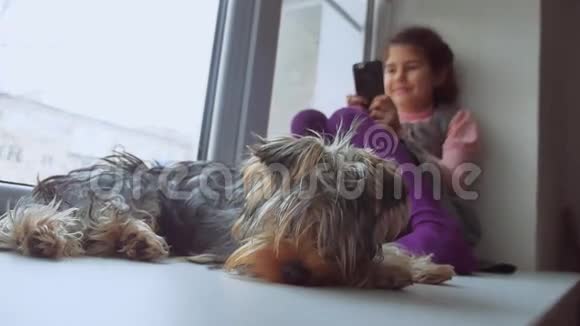 少女在网上玩智能手机游戏宠物狗在窗台上睡觉视频的预览图