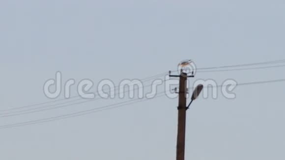 海鸥坐在电线杆上传送视频的预览图