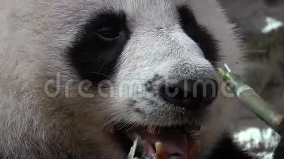 大熊猫小猫食竹肖像视频的预览图