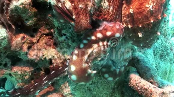 蓝底红海下的章鱼视频的预览图