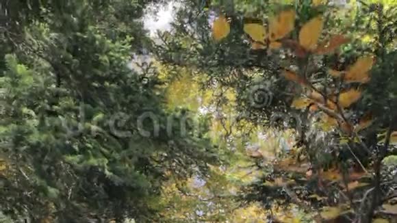 低角度的山林中的秋天视频的预览图