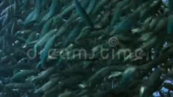 在一个巨大的沙丁鱼群里鱼饵球视频的预览图