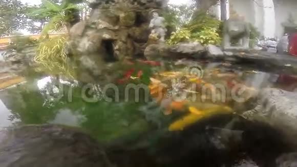 锦鲤水下拍摄视频的预览图