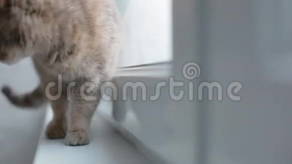 坐在窗台上的灰猫视频的预览图