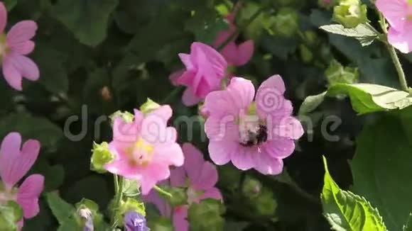 粉红花朵上的大黄蜂视频的预览图