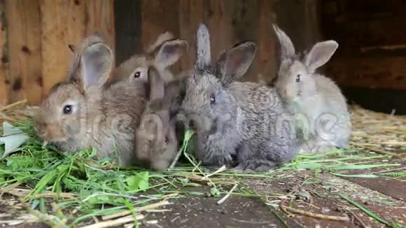 兔子坐在笼子里吃新鲜的草视频的预览图