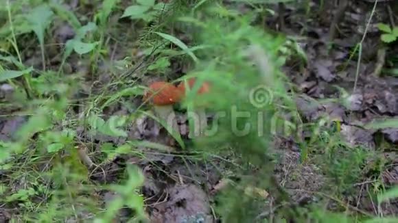 蘑菇在草地上生长视频的预览图