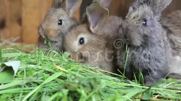 兔子在哈奇吃新鲜的草视频的预览图
