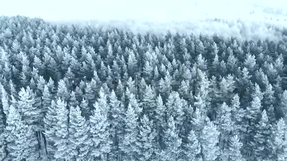 冬季雪林航拍令人叹为观止的自然景观冰冻的森林和黑暗的田野道路与雪视频的预览图