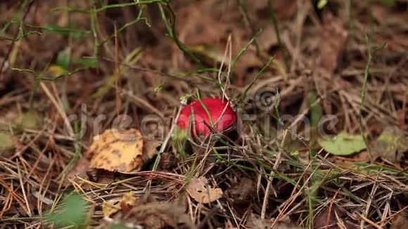 在森林里采蘑菇视频的预览图