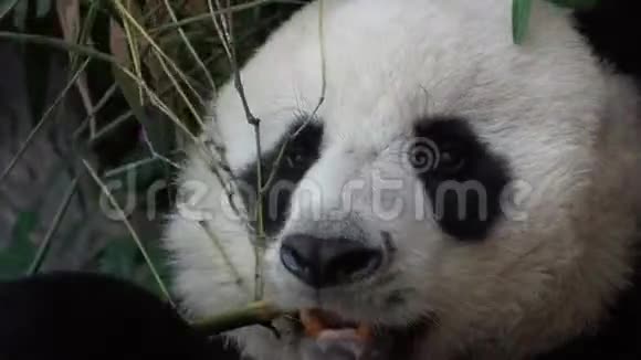 大熊猫小猫食竹肖像视频的预览图