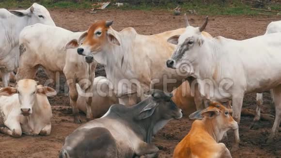 泰国奶牛在亚洲肮脏的牧场上放牧开牛场田泰国视频的预览图