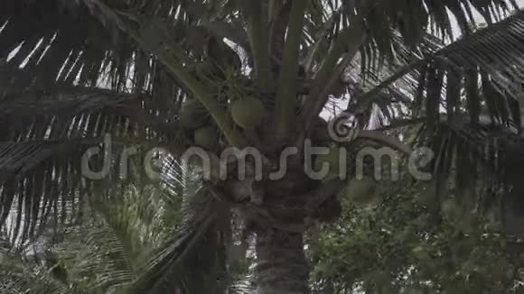 椰子棕榈树随风摇曳视频的预览图