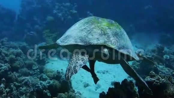 在海中靠近一只巨龟视频的预览图