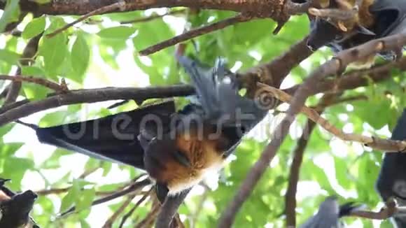 蝙蝠飞狐挂在大自然的树上视频的预览图