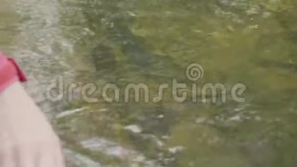 年轻女子摸着森林里的河水年轻的游客触摸河流视频的预览图